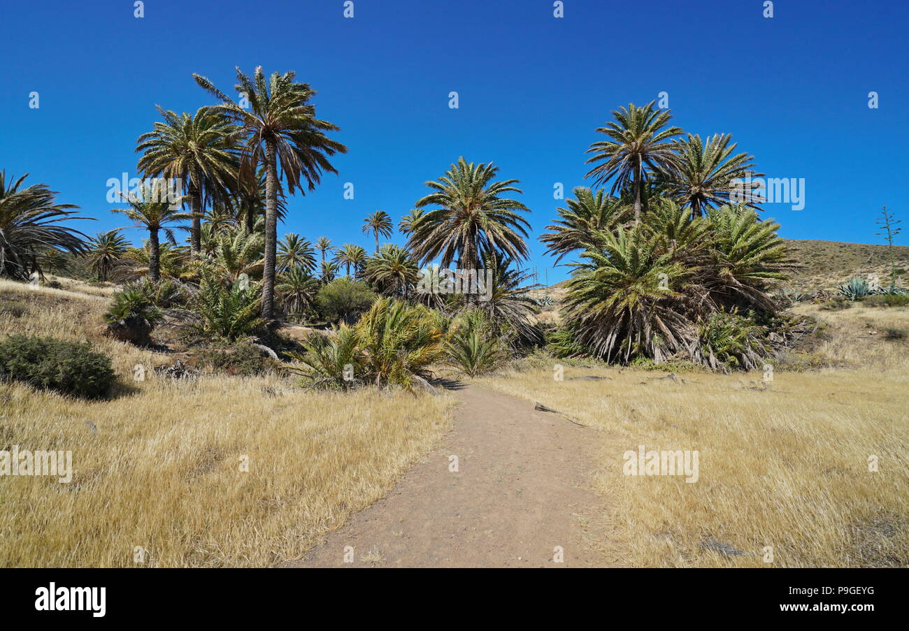 Trazado con palmeras cerca de la aldea de La Isleta del Moro en el Parque Natural de Cabo de Gata-Níjar, Almería, Andalucía, España Foto de stock