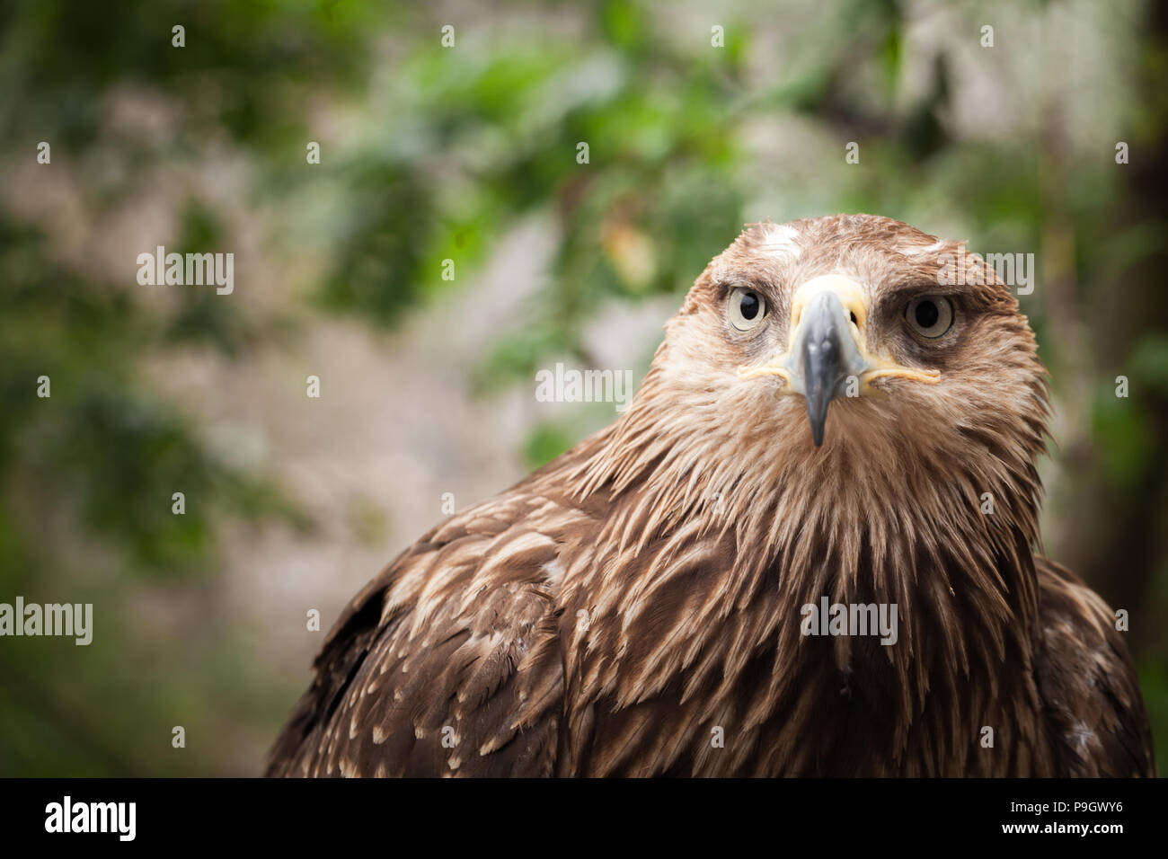 Close-up retrato de águila real Aquila chrysaetos, uno de los mejor conocidos de aves de presa Foto de stock