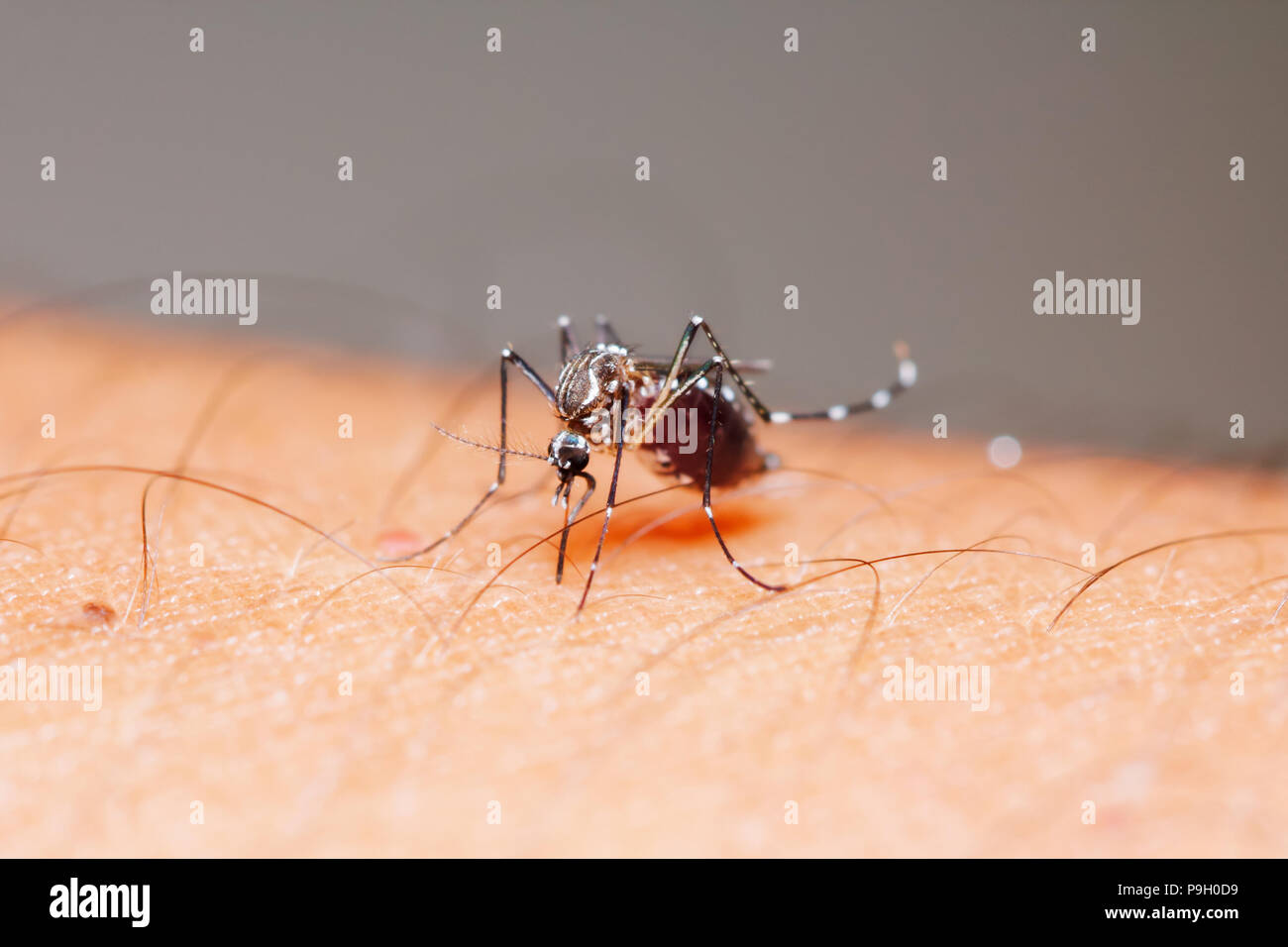 Cerca del mosquito Aedes aegypti (hembra) a chupar la sangre de la piel humana Foto de stock
