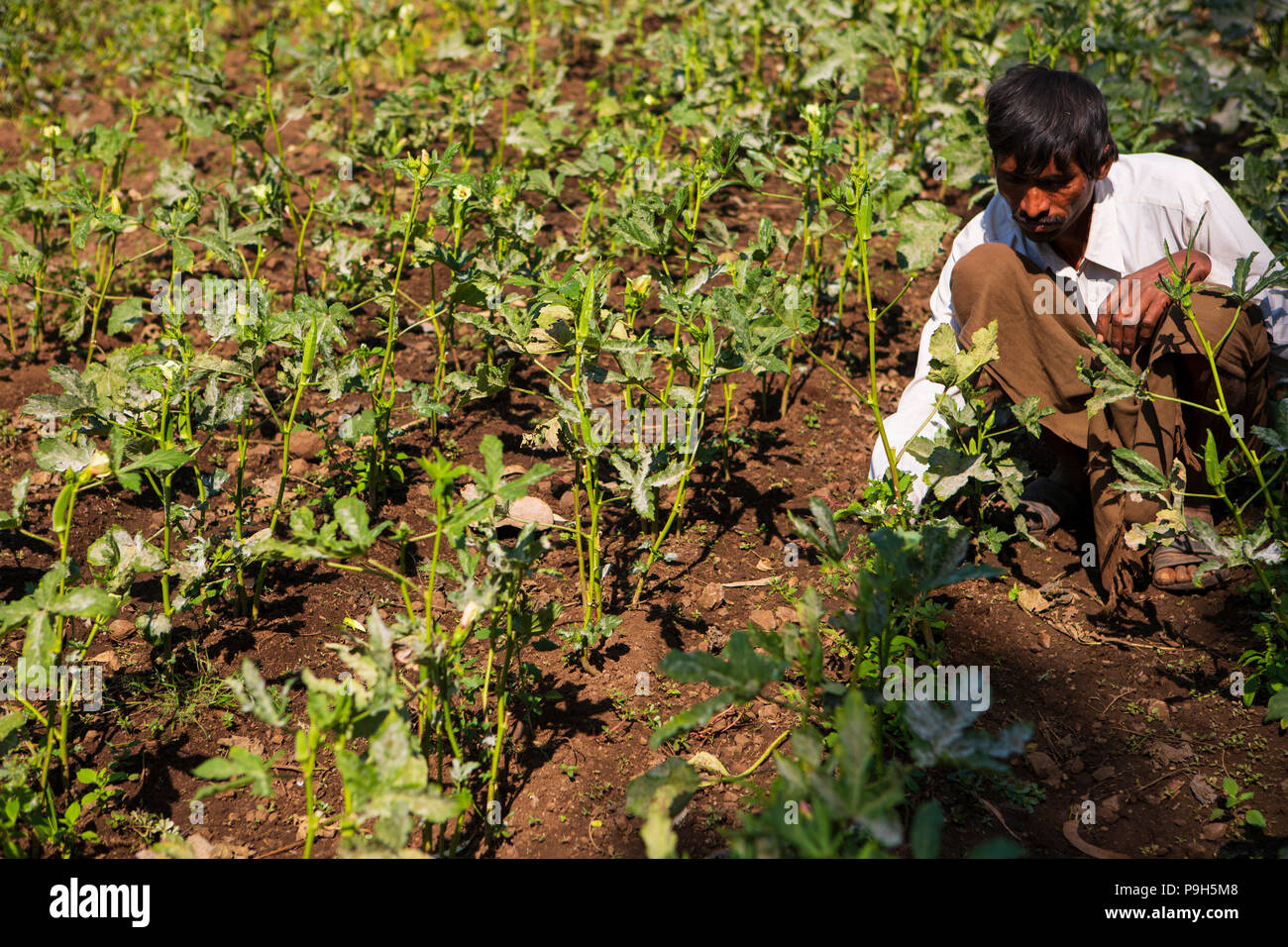 Un agricultor desherbar sus verduras en su granja, Sendhwa, India. Foto de stock