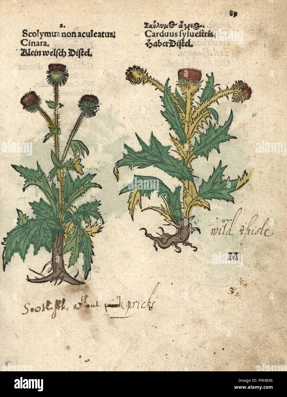 Alcachofa, Cynara cardunculus var. scolymus y cardo salvaje, Carduus  sylvestris. Xilografía Handcolored grabado de una Ilustración botánica  desde Adam Lonicer's Krauterbuch o herbal, Frankfurt, 1557. Esto desde el  siglo XVII edición pirata