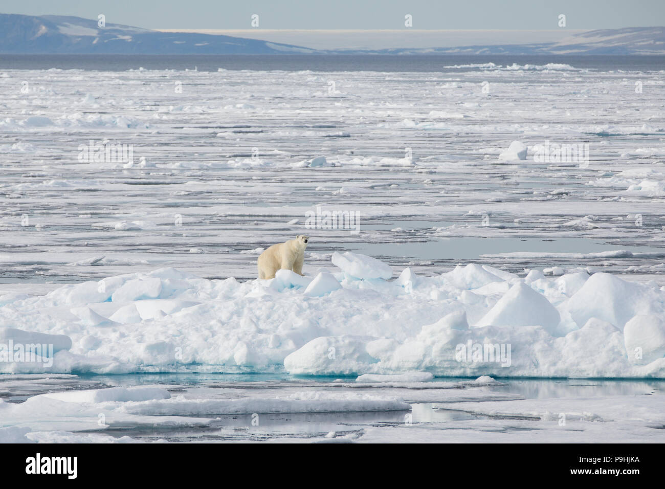 Oso Polar en el mar de hielo cerca de Svalbard Foto de stock