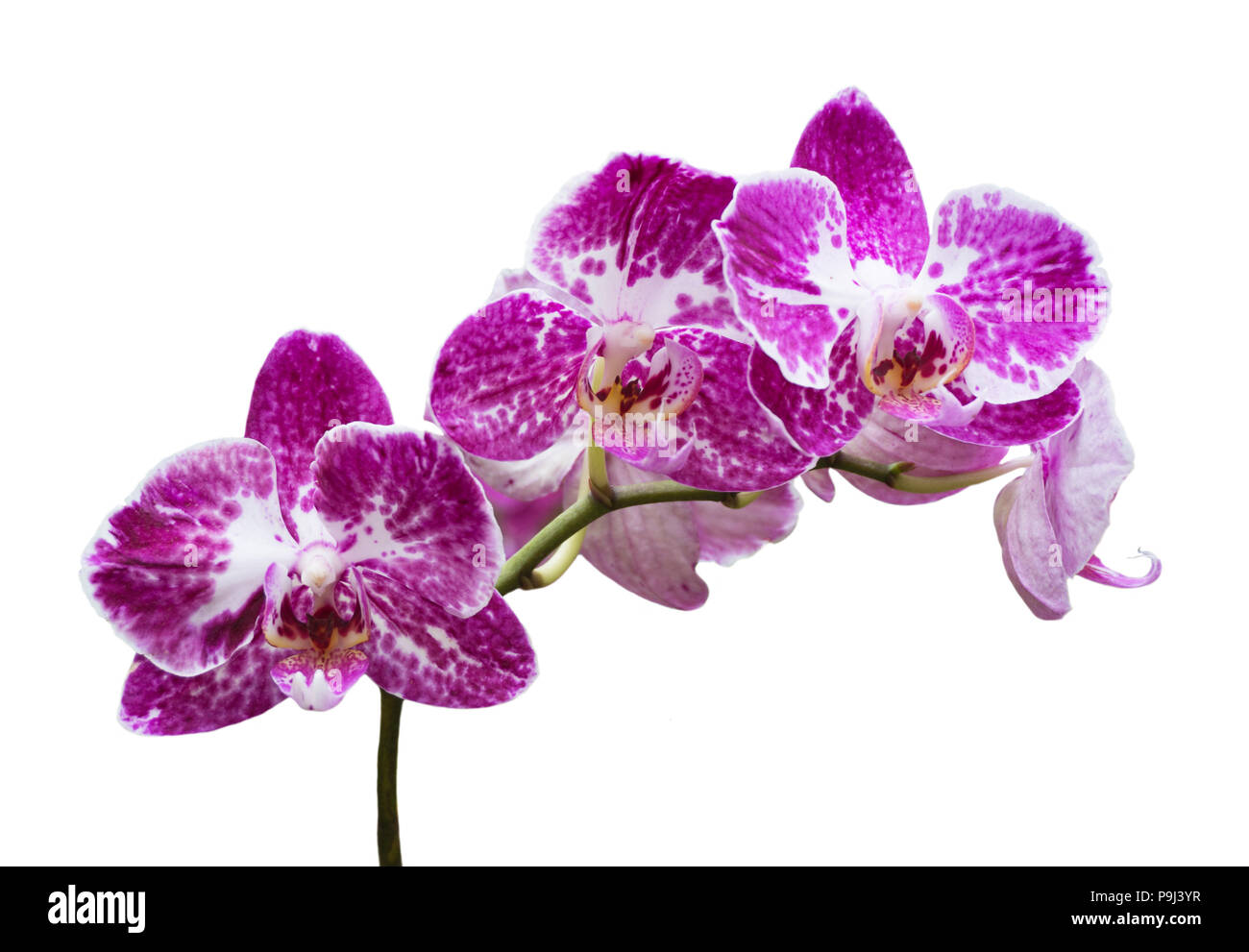 Flores Orchird Sucursal aislado en blanco Foto de stock