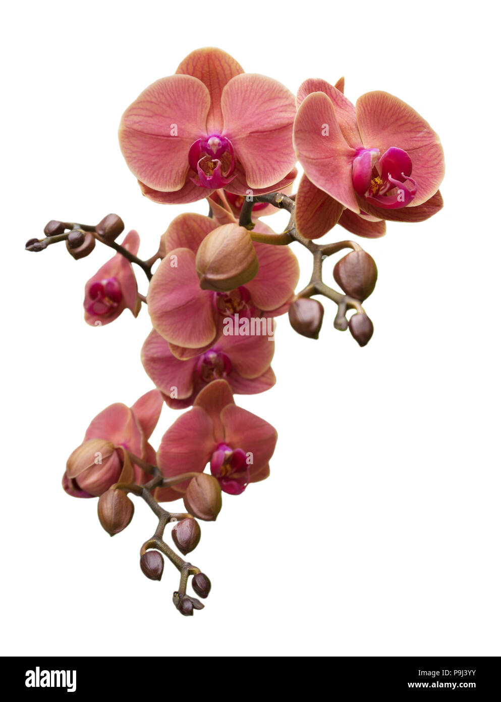 Flores Orchird Sucursal aislado en blanco Foto de stock