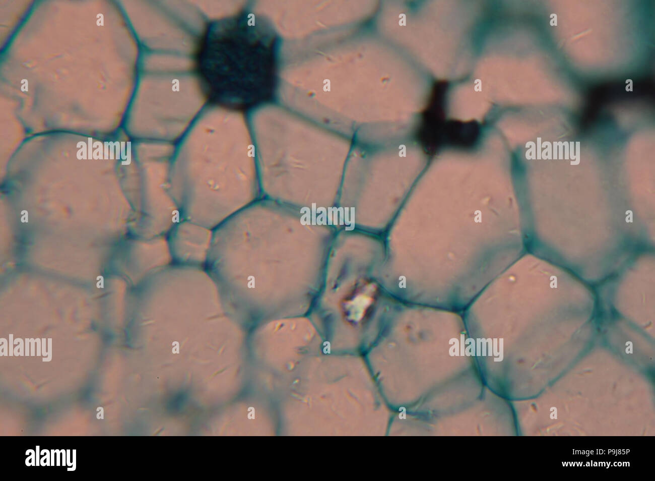 Célula de un organismo vivo en el microscopio. Foto de stock