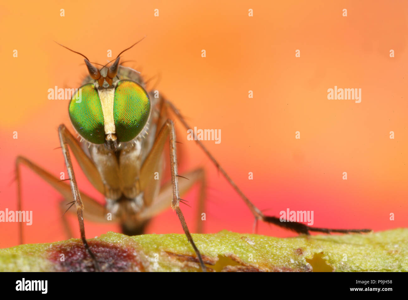Monstruo de ojos verdes fotografías e imágenes de alta resolución - Alamy
