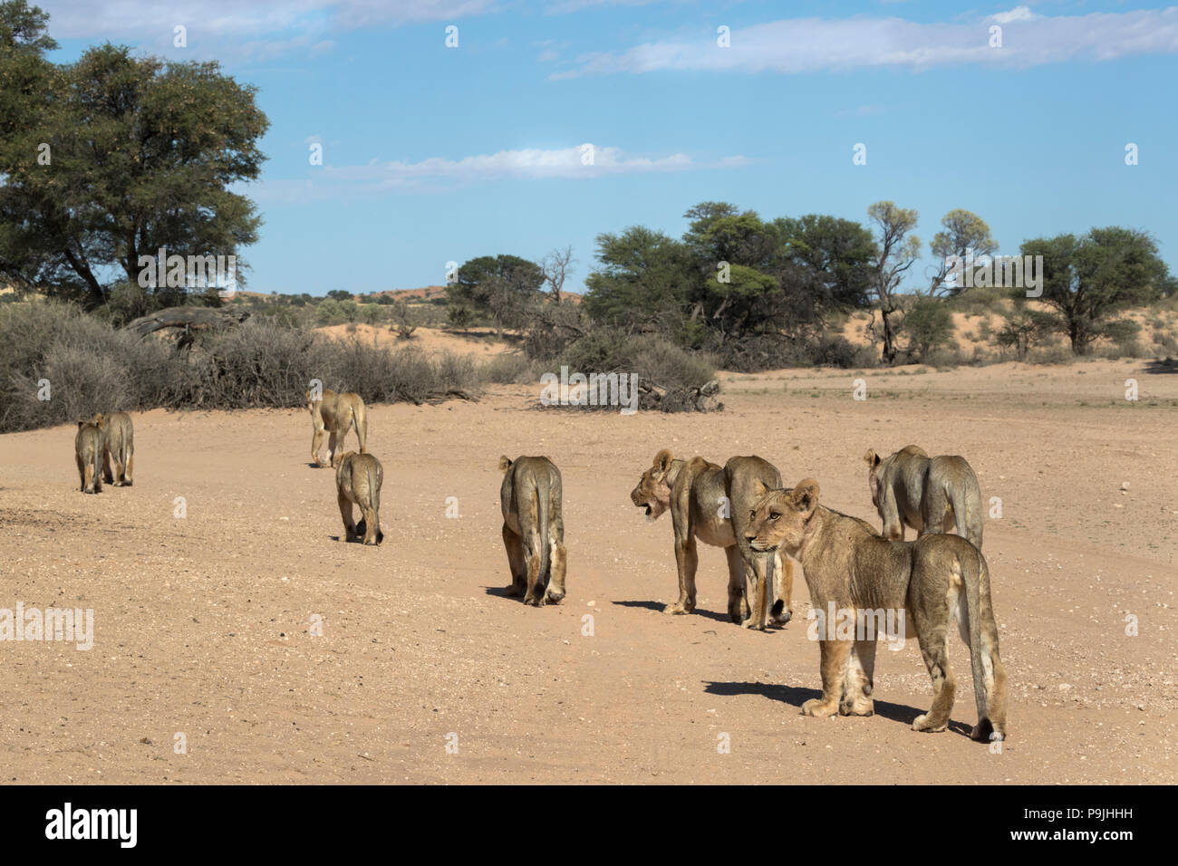 León (Panthera leo) orgullo en movimiento, el Parque Transfronterizo Kgalagadi, Sudáfrica Foto de stock