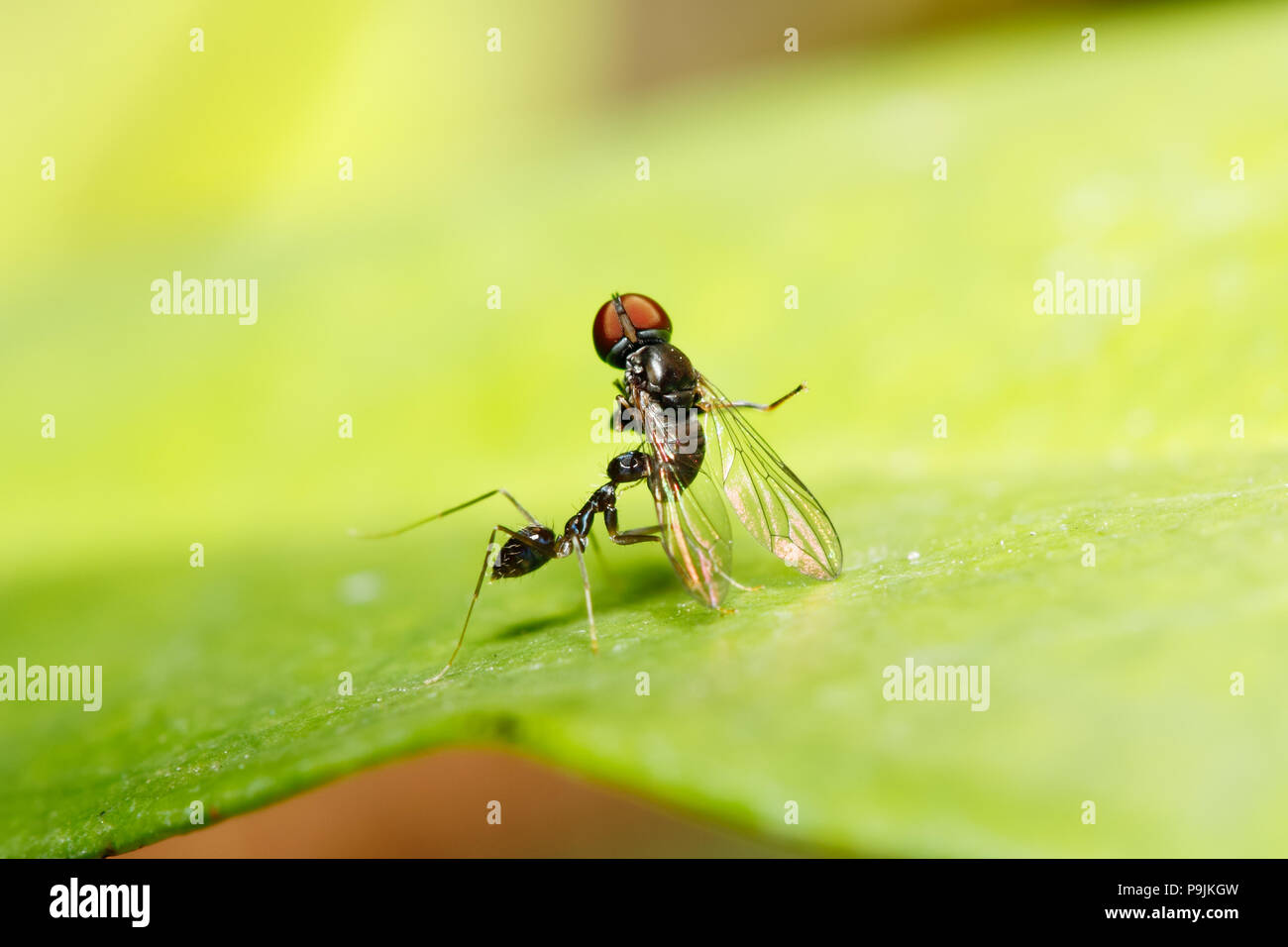 Longhorn hormiga loca / Negro hormiga loca (Paratrechina longicornis) tomar una mosca para ser un alimento (tomado de Tailandia, el sudeste de Asia) Foto de stock