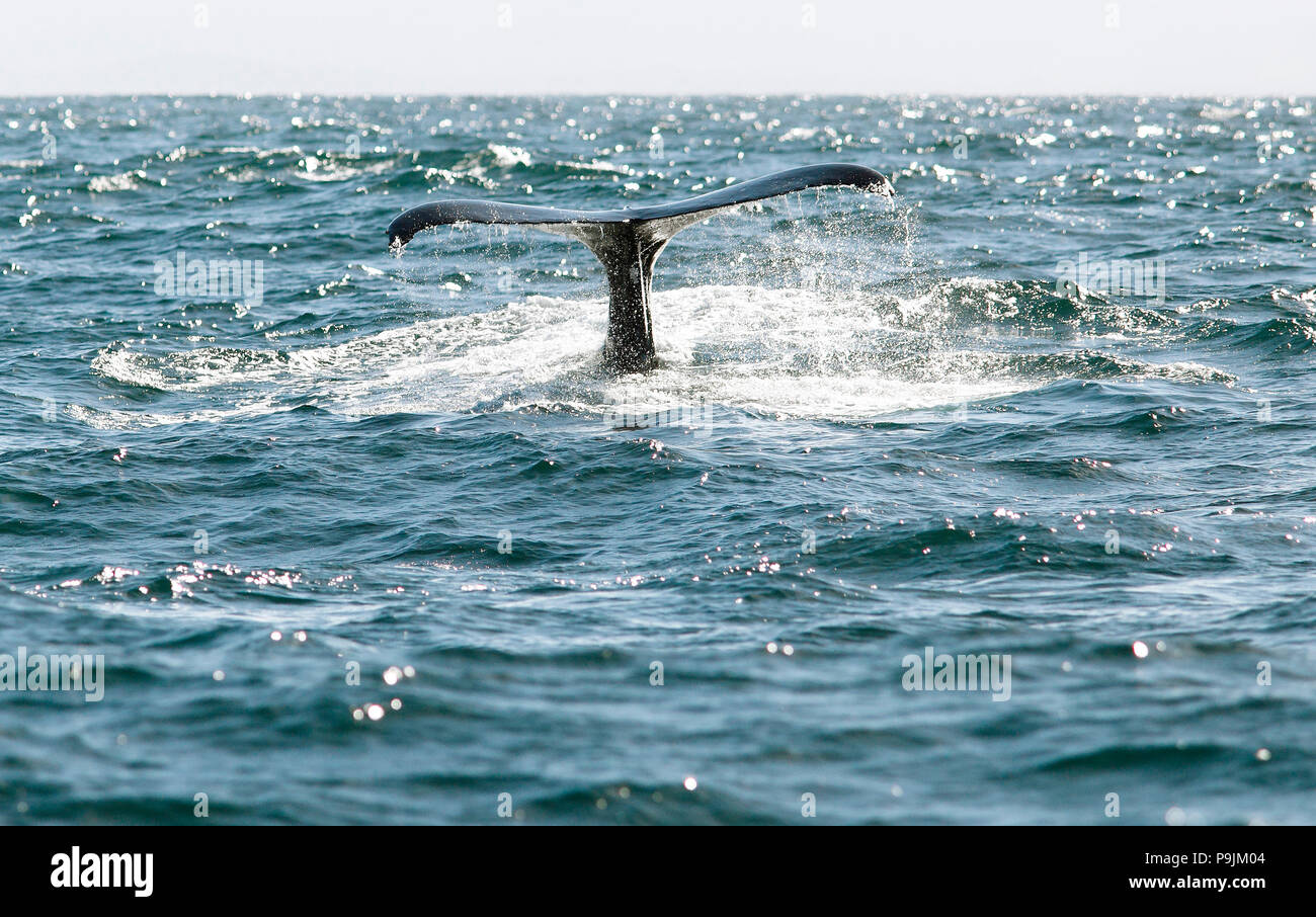 Fluke o aleta de cola, la ballena jorobada (Megaptera novaeangliae), la Bahía de Samaná, provincia de Samaná, República Dominicana Foto de stock