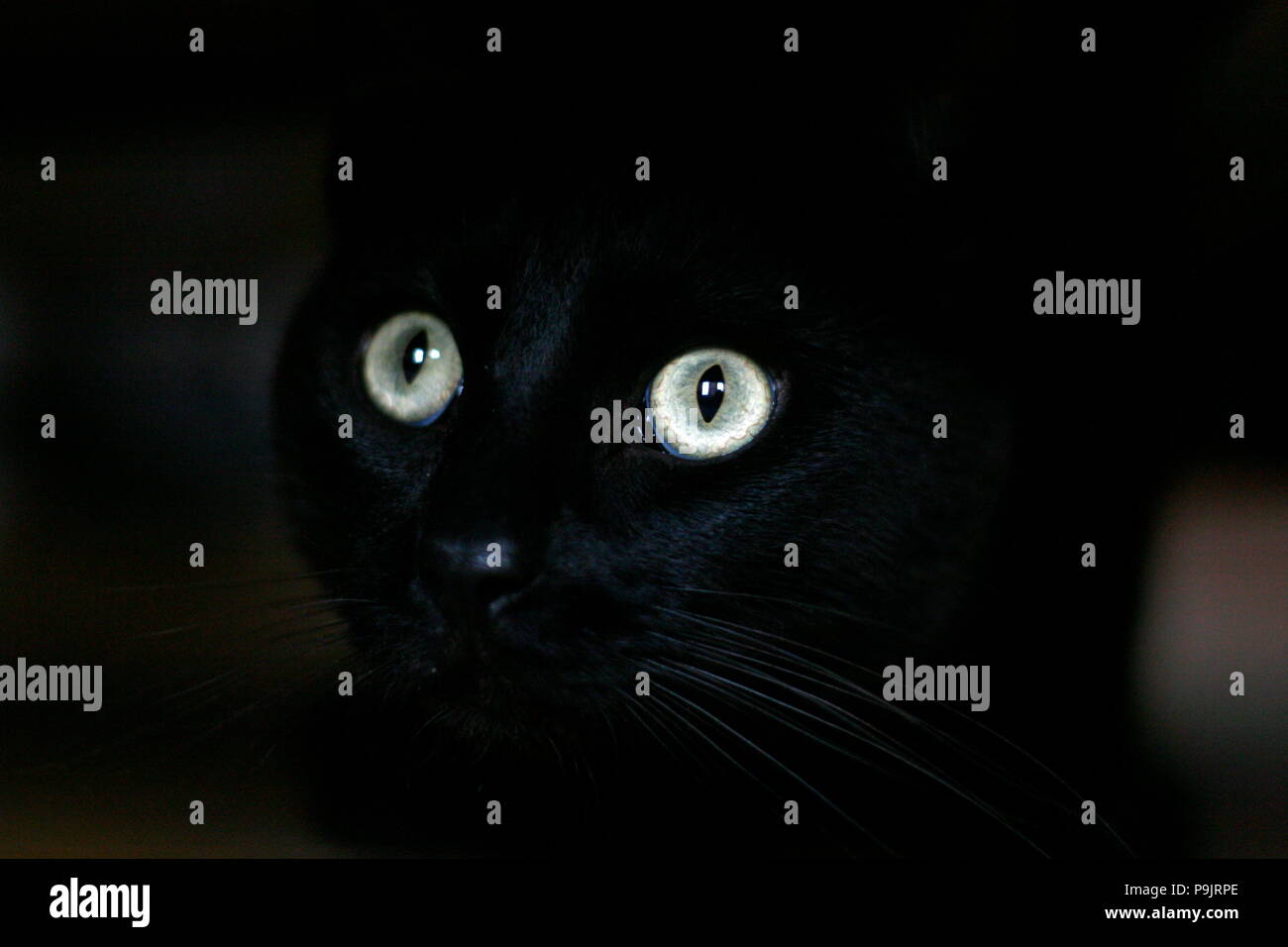 Sólo los ojos de un gato negro Foto de stock