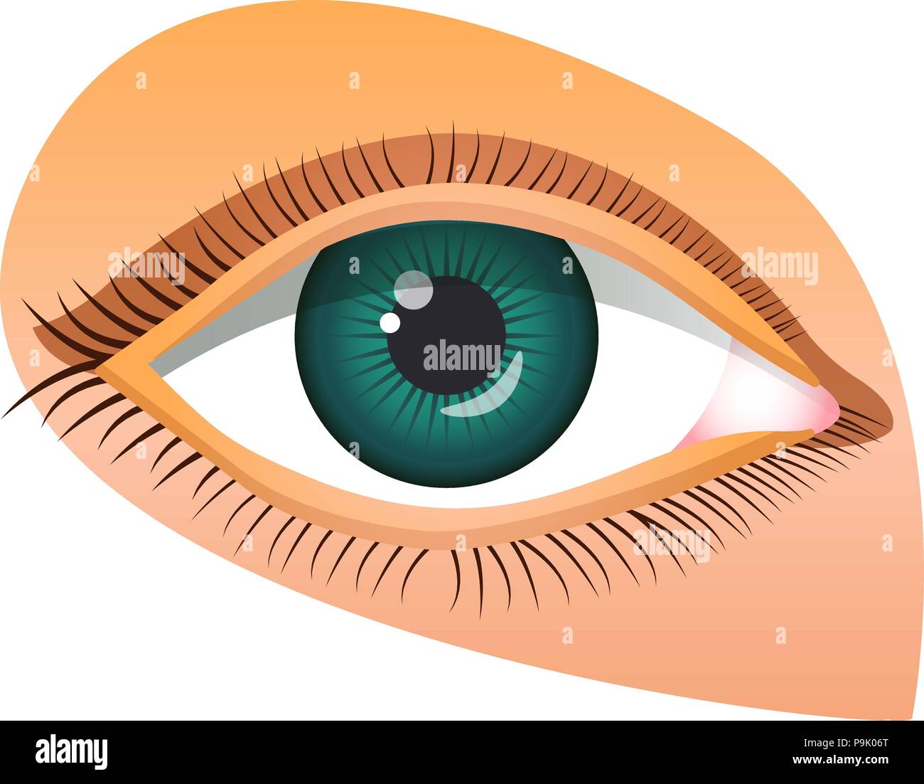 El icono de ojo humano, el estilo de dibujos animados Imagen Vector de  stock - Alamy