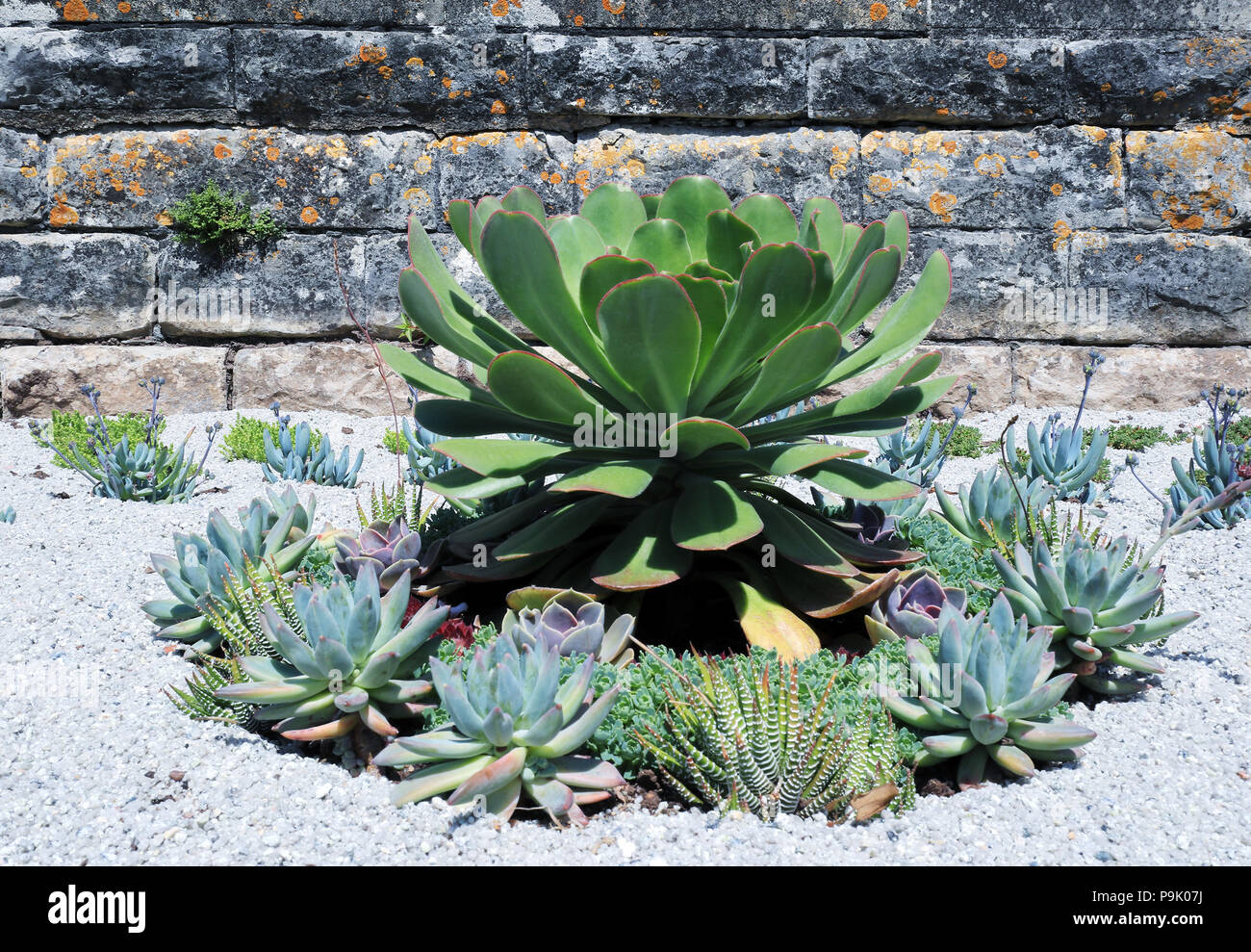 Suculentas y cactus en pequeñas piedras blancas en el jardín de la pared  Fotografía de stock - Alamy