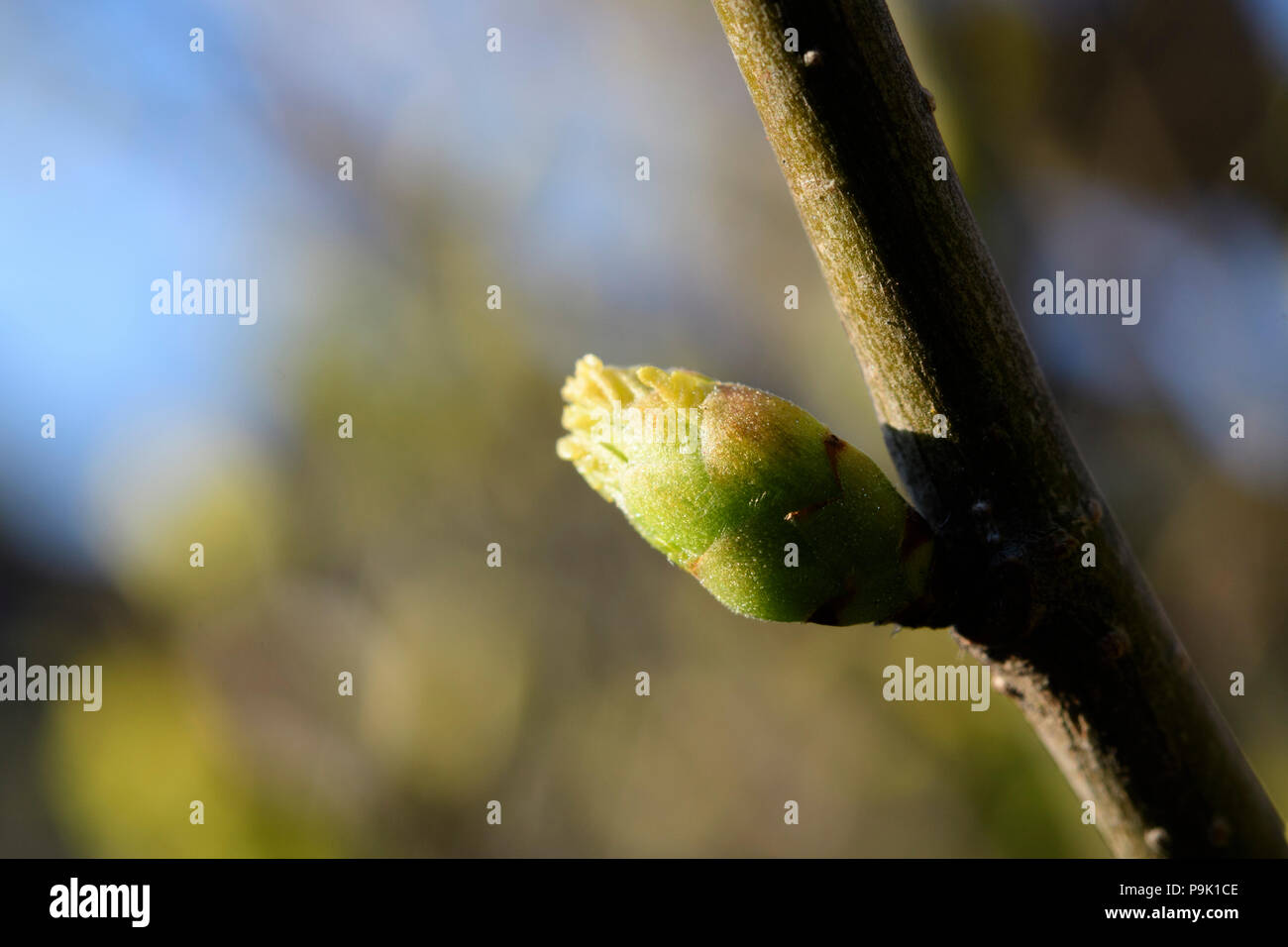 Gotas de agua en la baviera de la hoja fotografías e imágenes de alta