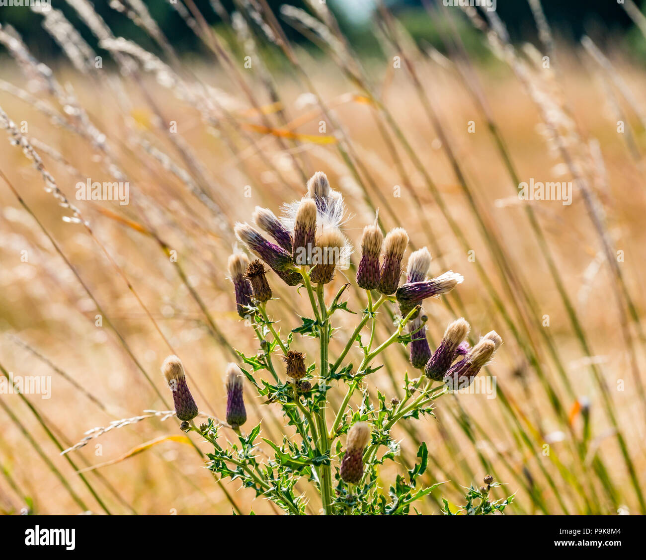 Chistle de algodón y hierba salvaje larga soplando en el viento, East Lothian, Escocia, Reino Unido Foto de stock