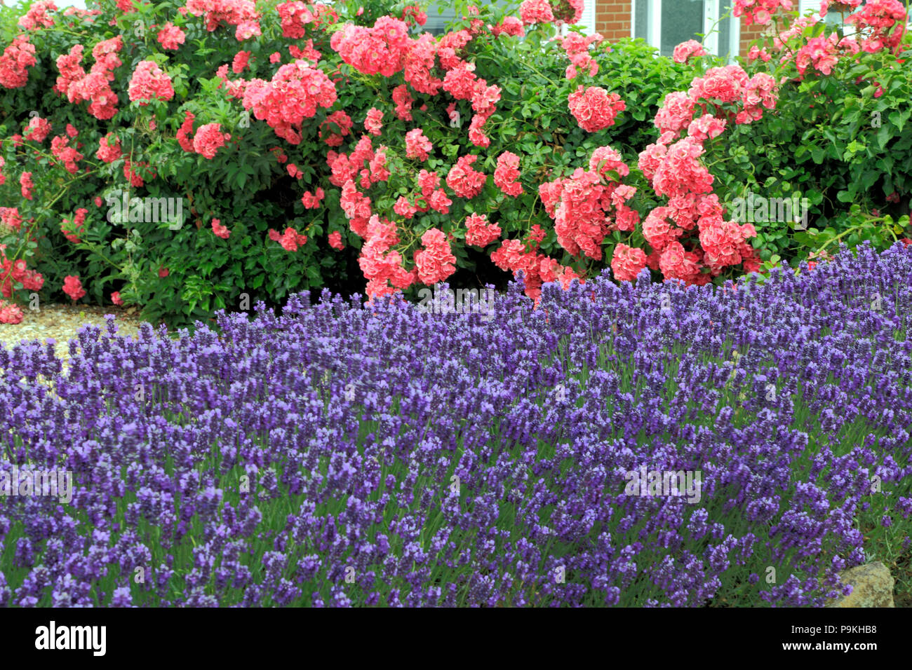 El azul, el violeta, lavanda, Rosas Rosas, jardín delantero, pared, Lavándula, Rosa Foto de stock