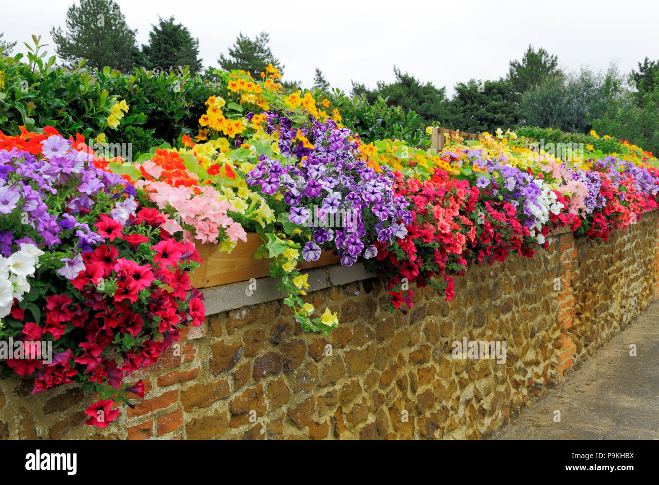 Muro de jardín, petunias, azul, morado, rojo, rosa, blanco, amarillo, diversos colores Foto de stock
