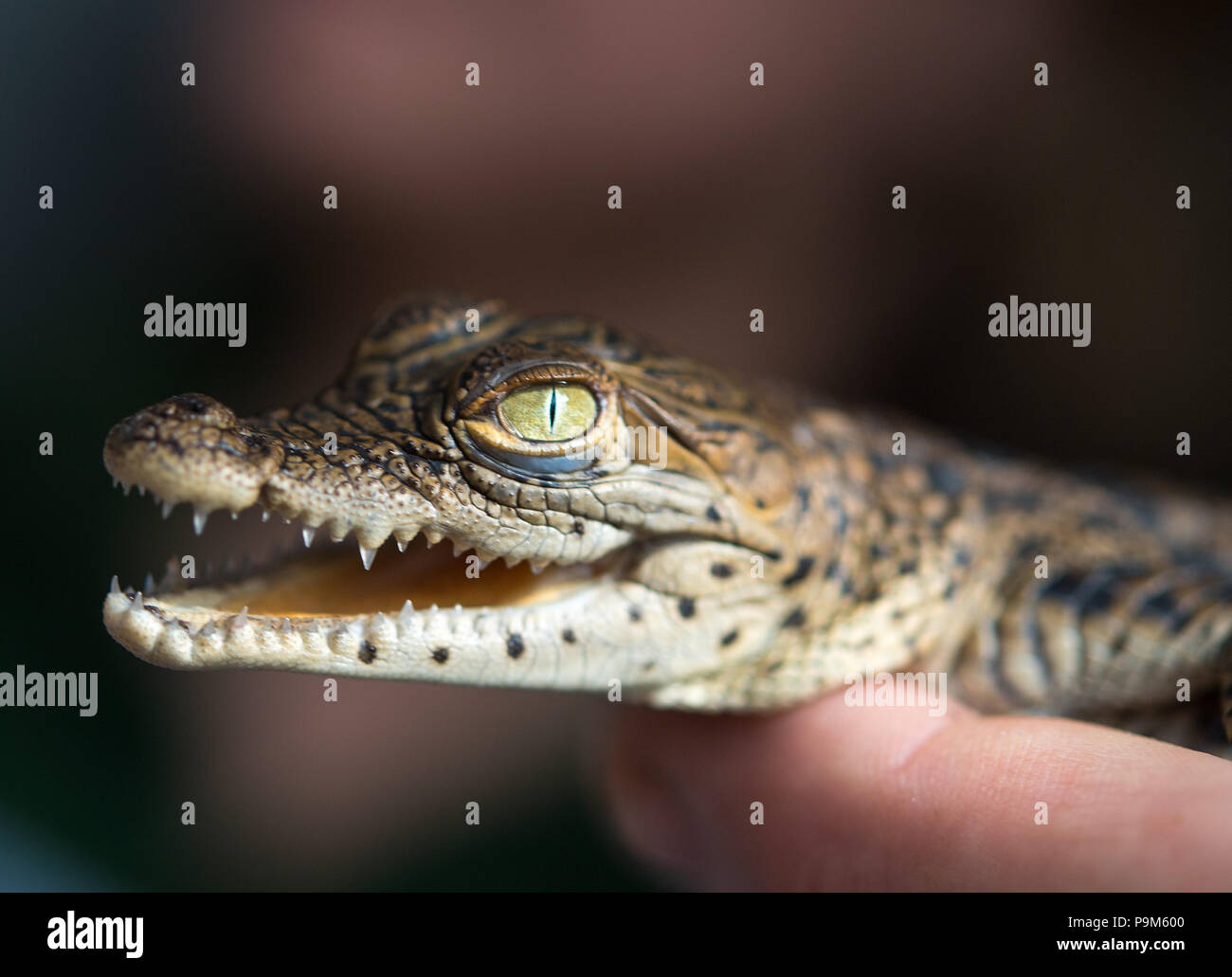 Huevos de cocodrilo fotografías e imágenes de alta resolución - Página 4 -  Alamy