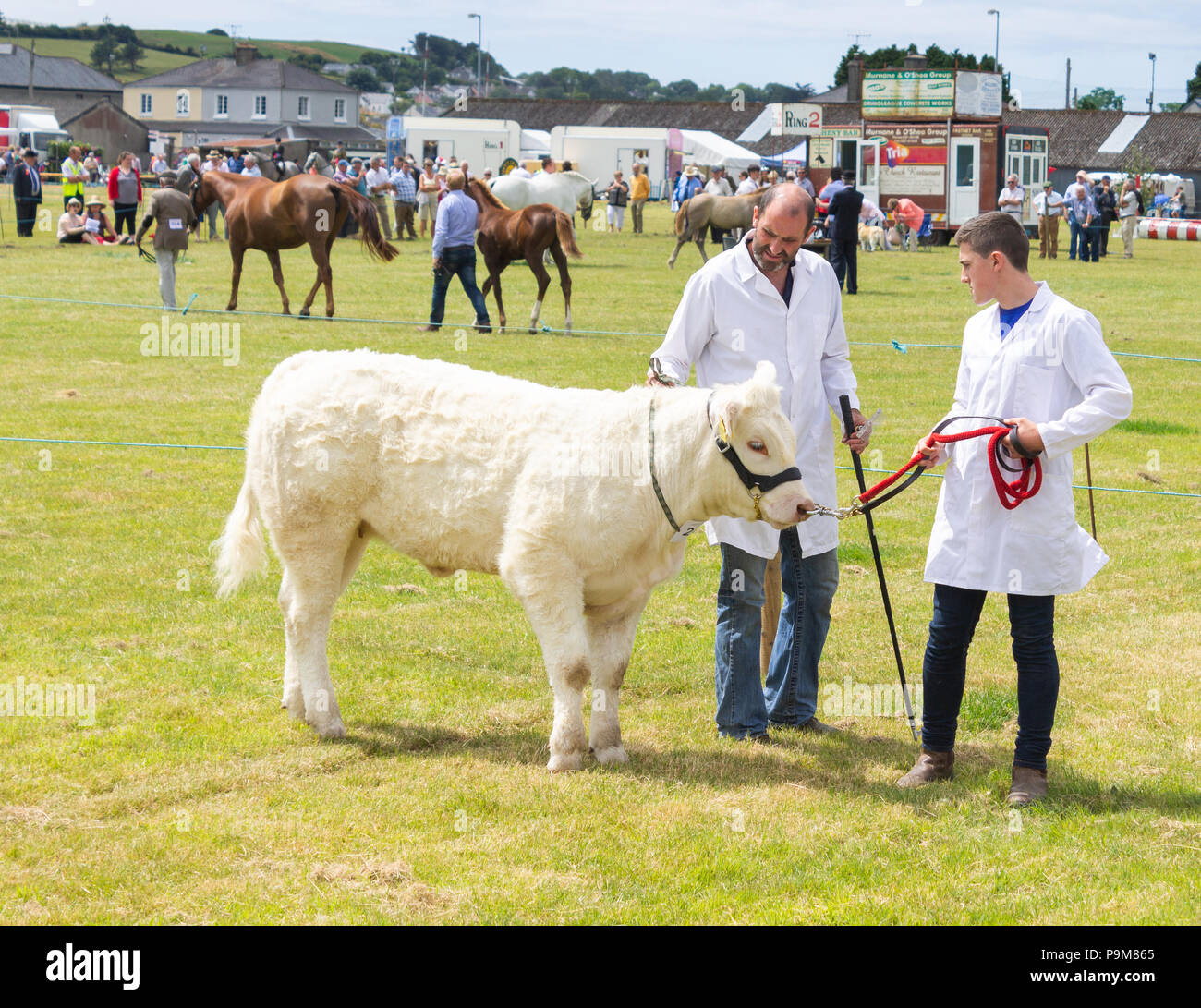 Skibbereen, Irlanda. El 19 de julio, 2018. Otro día veranos brillantes con una brisa refrescante permitió muchas clases de caballos y ganado a disfrutada por todos en la Carbery y Skibbereen show. Crédito: aphperspective/Alamy Live News Foto de stock