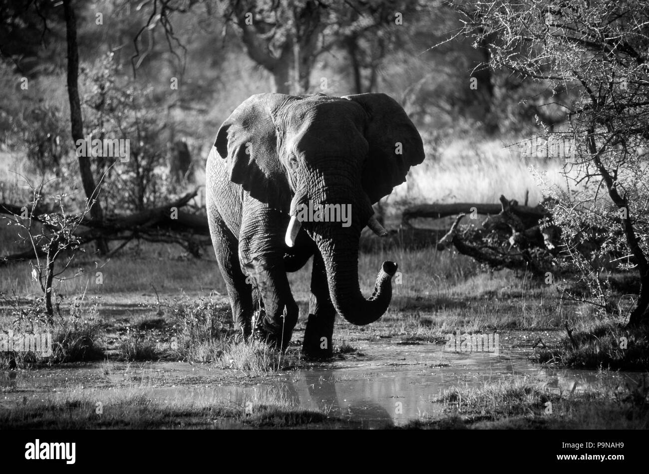 Un Elefante africano (Loxodanta africana) caminando por el delta del Okavango - Botswana Foto de stock
