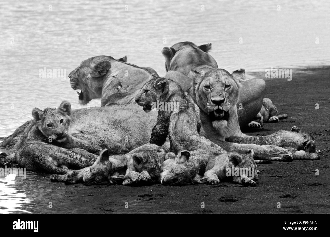 Un orgullo de LEONAS (Panthera leo) cuidar a sus cachorros - cráter del Ngorongoro, TANZANIA Foto de stock