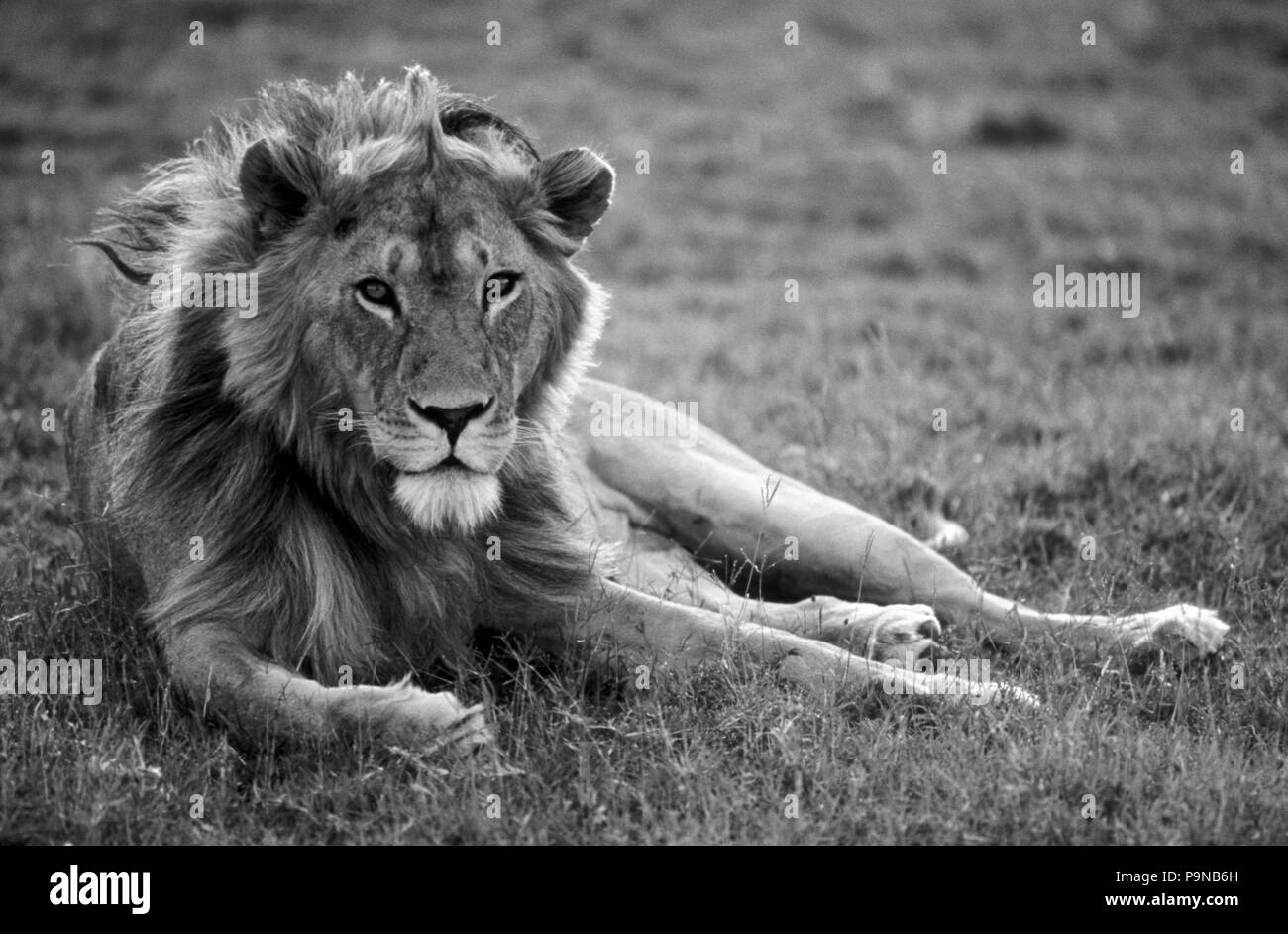 Un macho de León (Panthera leo) puede pesar hasta 500 libras y es el depredador dominante de África - Parque Nacional del Serengeti, TANZANIA Foto de stock