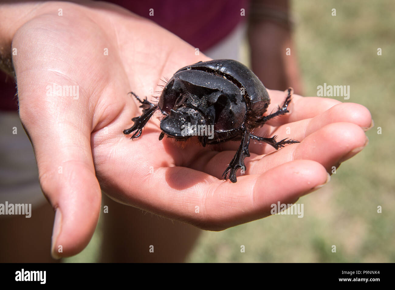 Una de escarabajos del estiércol se asienta en la palma de una mano. Hwange, Zimbabwe Foto de stock