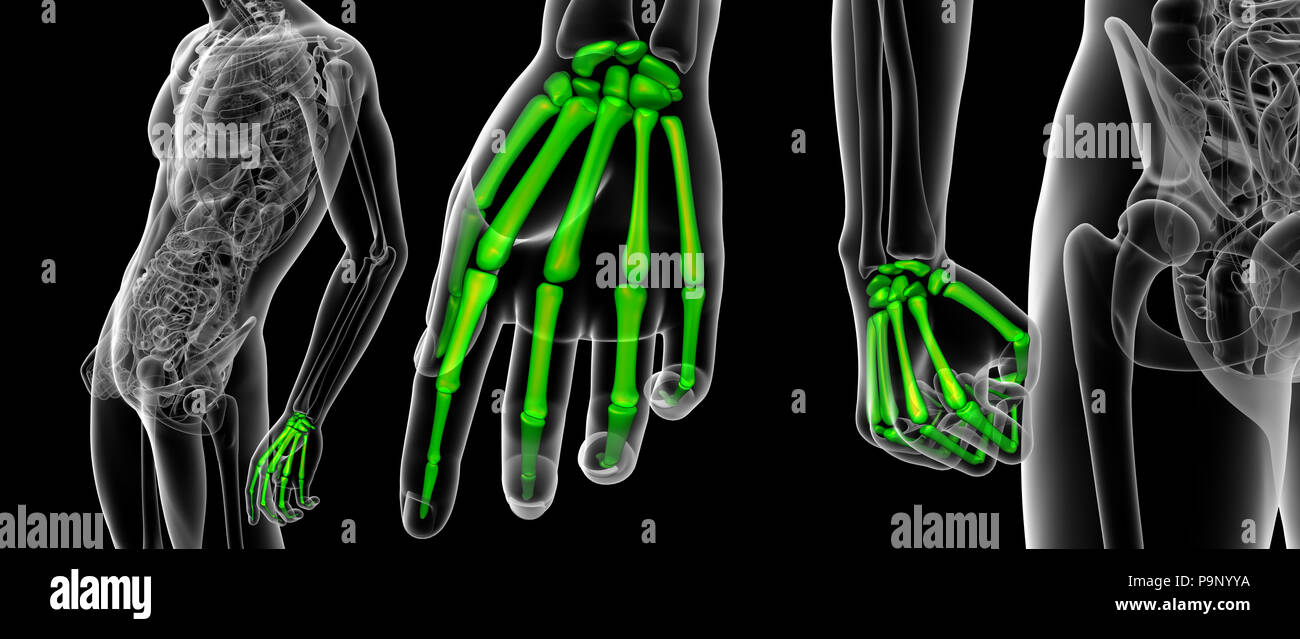 3D rendering ilustración médica del dedo hueso Foto de stock