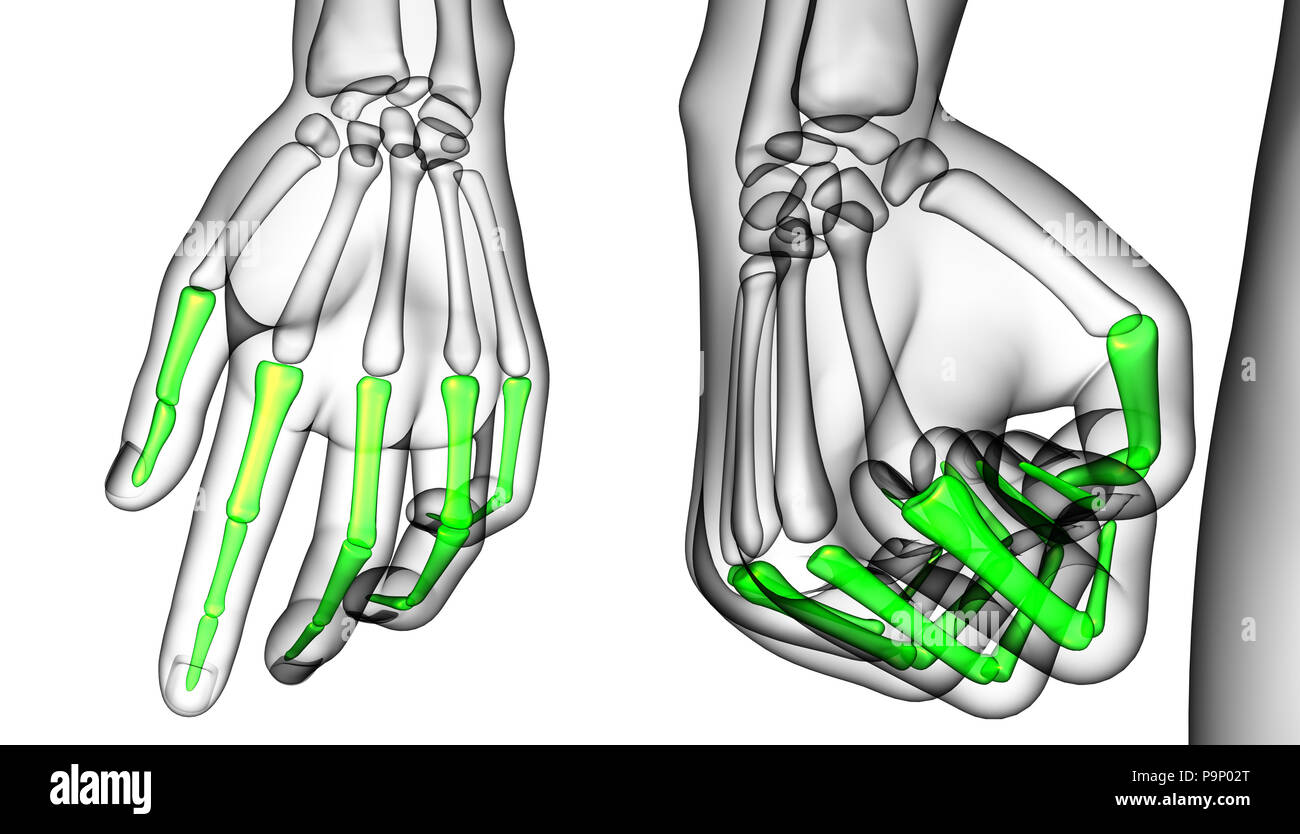 3D rendering ilustración médica del dedo hueso Foto de stock