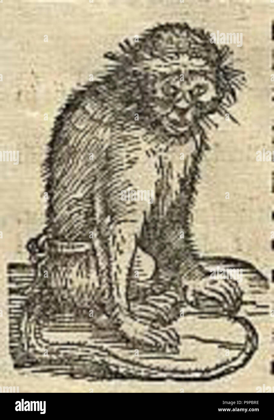 Un mono Cosmographia (1544) por Sebastian Münster. Foto de stock