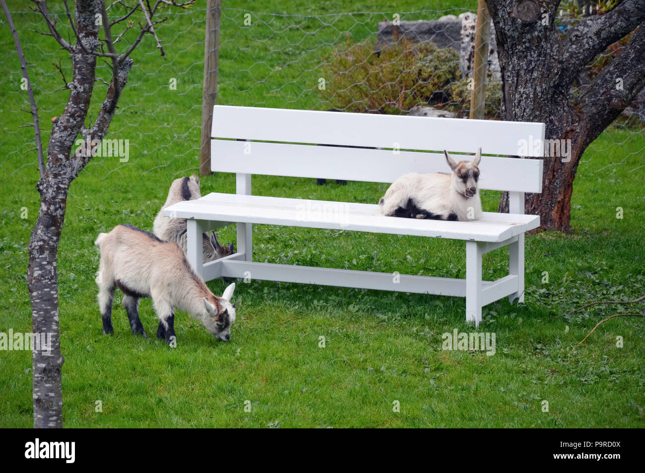 Banco y ovejas en un pasto verde - flam noruega Foto de stock