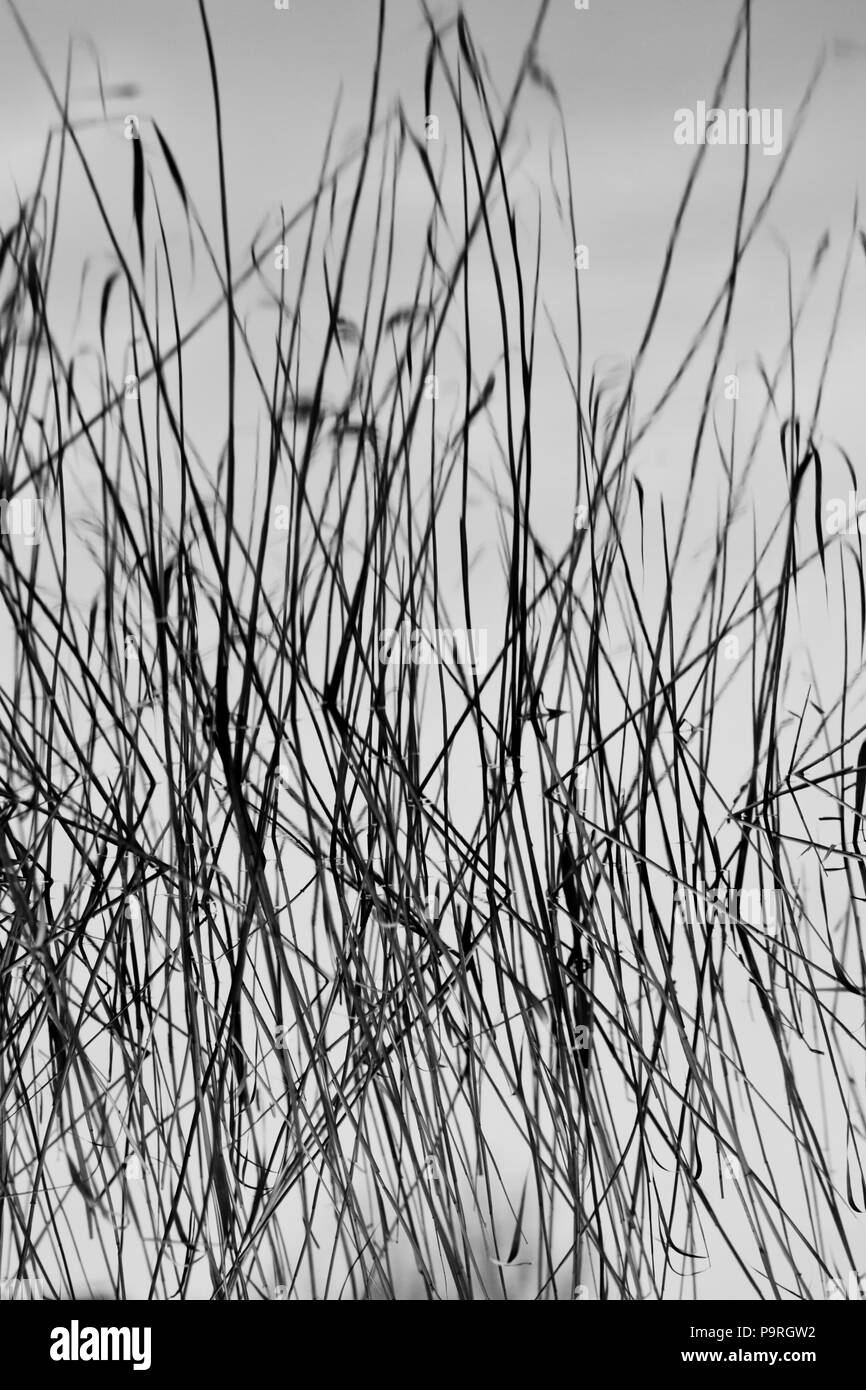 Resumieron los juncos, Phragmites australis, y reflejos en el lago Vansjø, Østfold, Noruega. Foto de stock