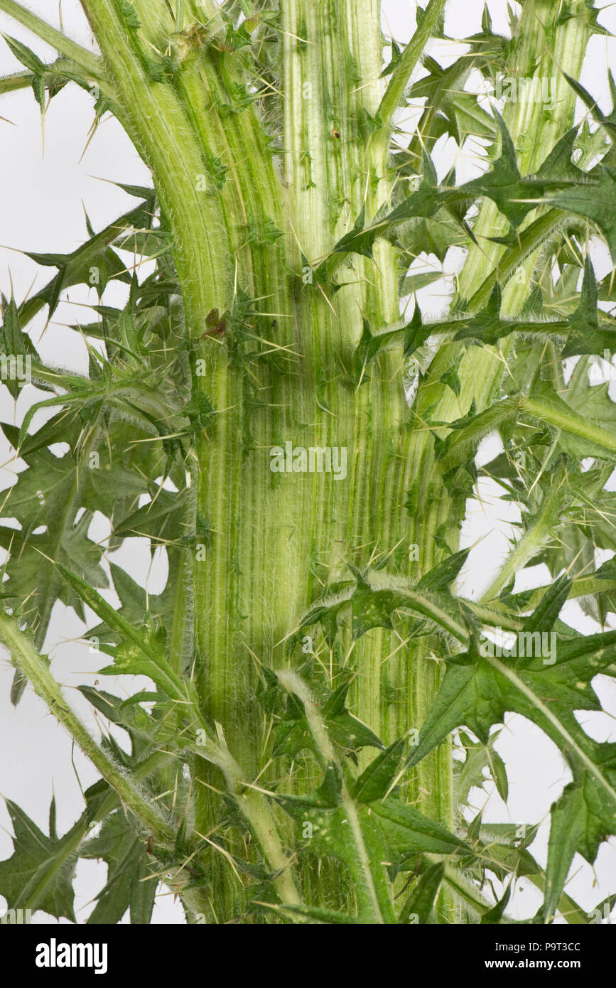 Tallo aplanamiento 'fasciation' en una lanza de cardo, Cirsium vulgare, planta con flores, Berkshire, Junio Foto de stock