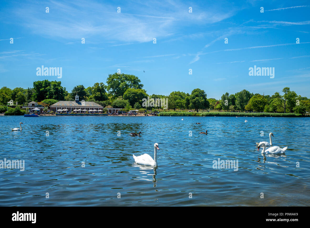 Paisaje de el lago de los cisnes en Hyde Park, Londres, Reino Unido. Foto de stock