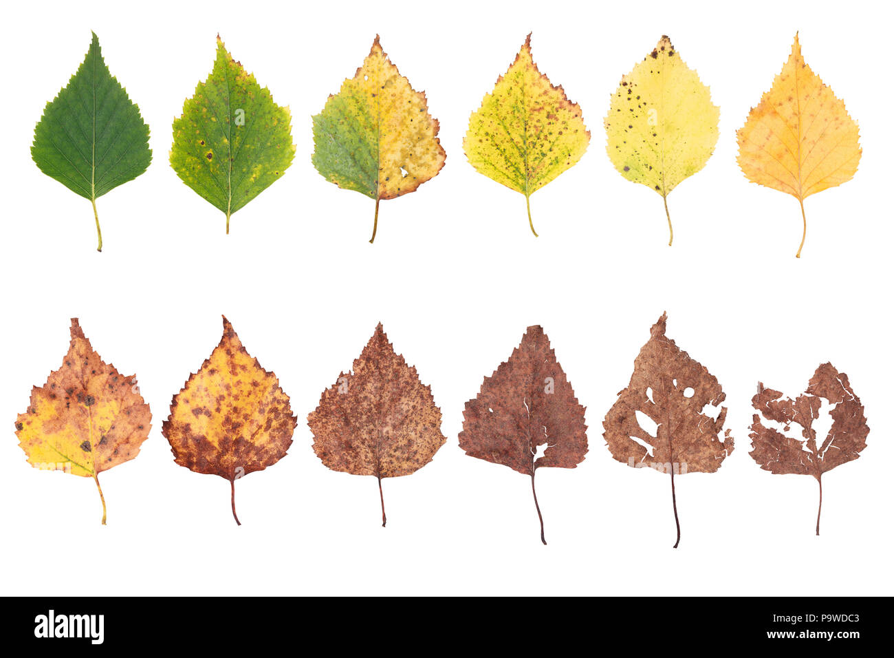 Concepto de otoño, la edad cambia de hojas, etapas de envejecimiento, el nacimiento, la muerte, el tiempo vuela de secado Foto de stock