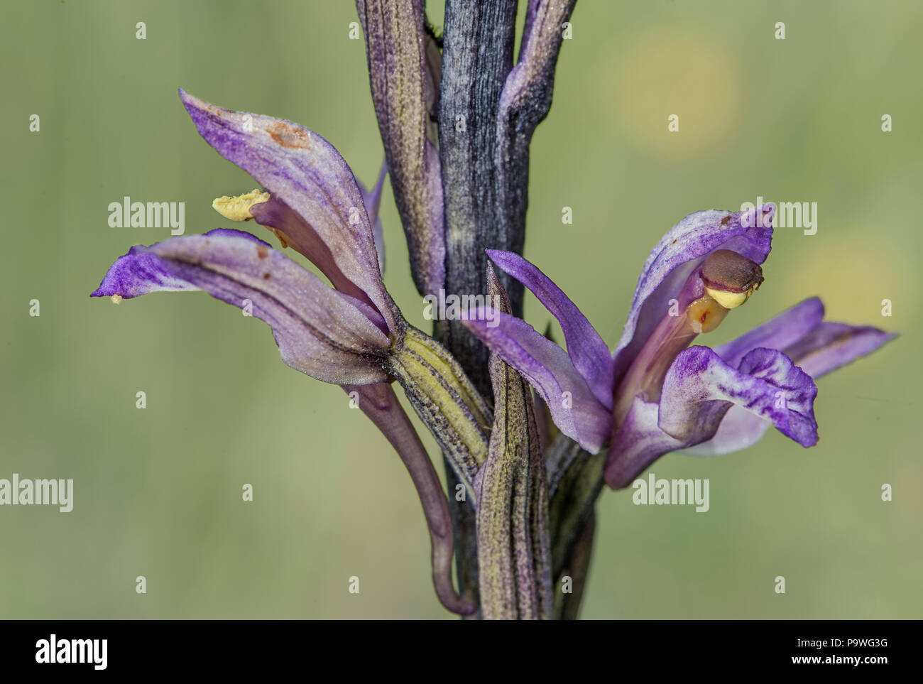 Violeta (Limodore Limodorum abortivum), una sola flor, Cantón de Ginebra, Suiza. Foto de stock