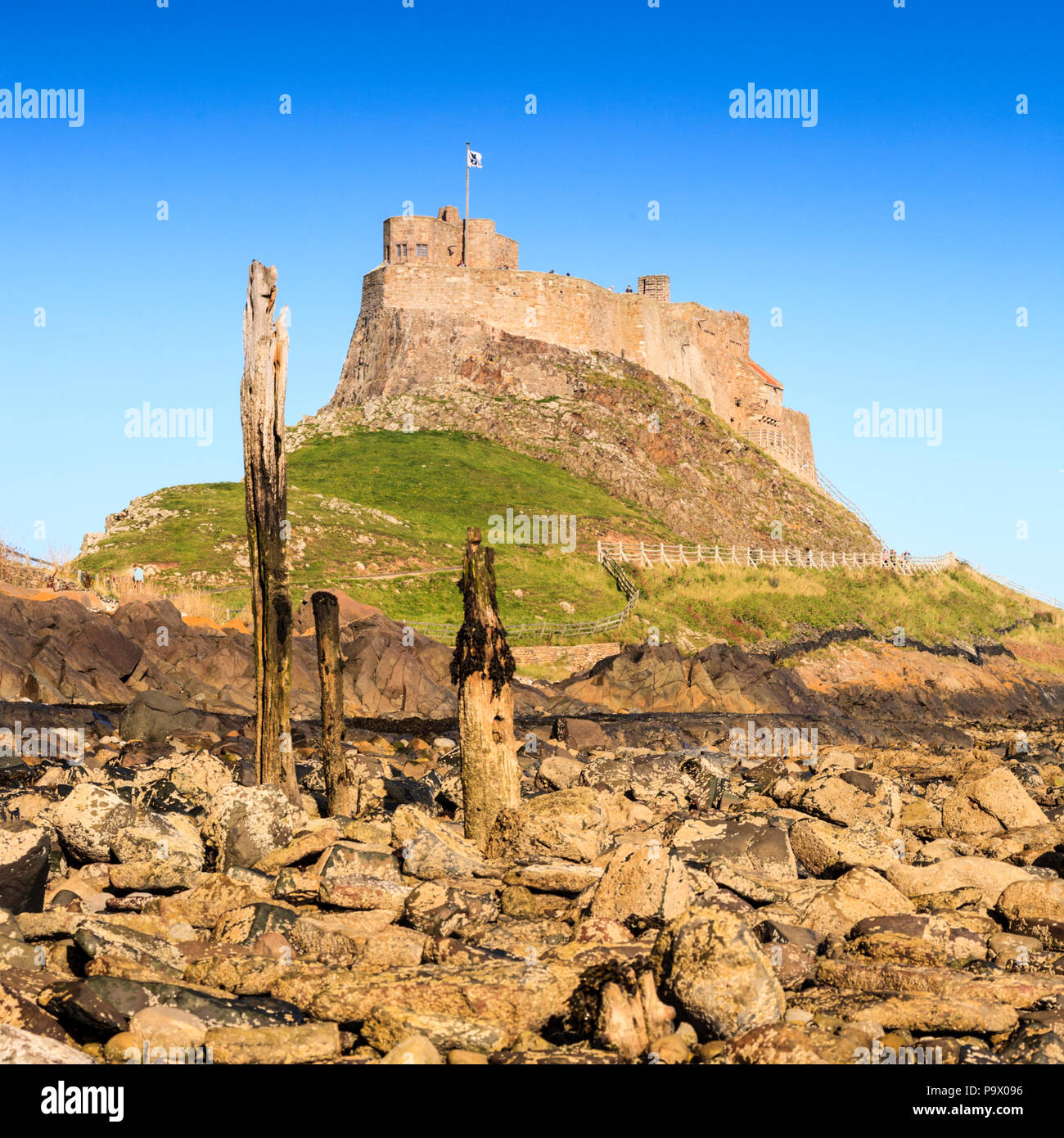 Madera decadente del antiguo muelle de la isla santa con el castillo de Lindisfarne en el fondo, Inglaterra Foto de stock