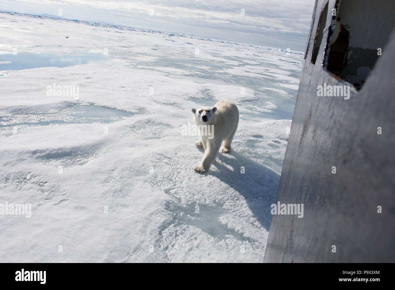 Oso Polar investiga un buque en el mar de hielo cerca de Svalbard Foto de stock