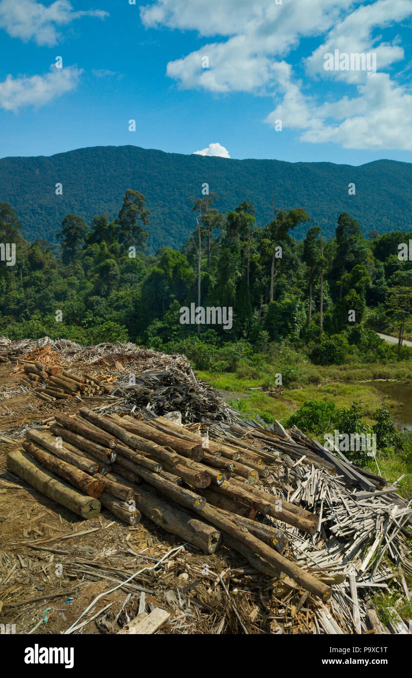 Trozas y madera en madera comercial patio cerca de Tongod en Sabah, Malasia (Borneo), con bosques y montañas en el fondo. Foto de stock