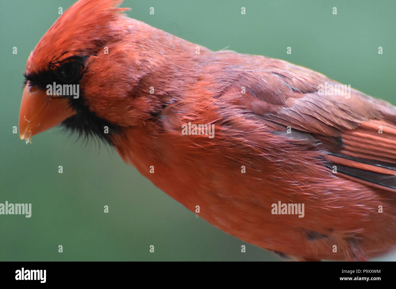 Plumas de color rojo brillante en un cardenal pájaro en el medio silvestre  Fotografía de stock - Alamy