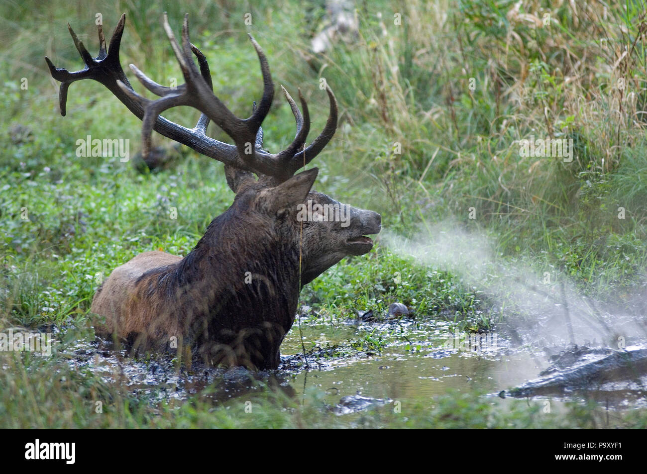 Cerf Elaphe Apres Le Combat Ciervo Despues De La Lucha Cervus Elaphus Fotografia De Stock Alamy Cerf Elaphe Apres Le Combat Ciervo Despues De La Lucha Cervus Elaphus Fotografia De Stock Alamy