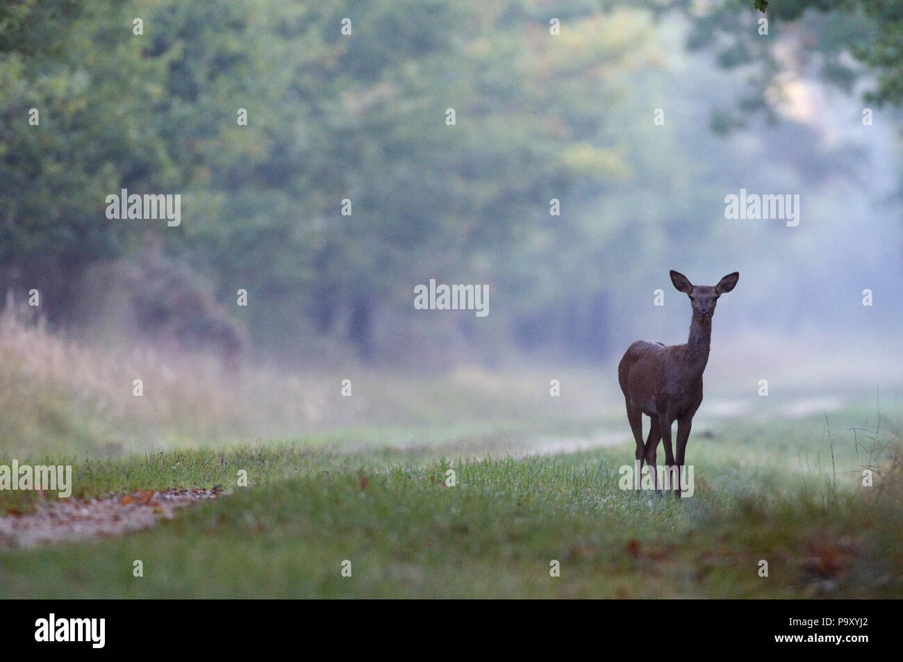 Cerf Elaphe Biche Hind Ciervo Rojo Cervus Elaphus Fotografia De Stock Alamy