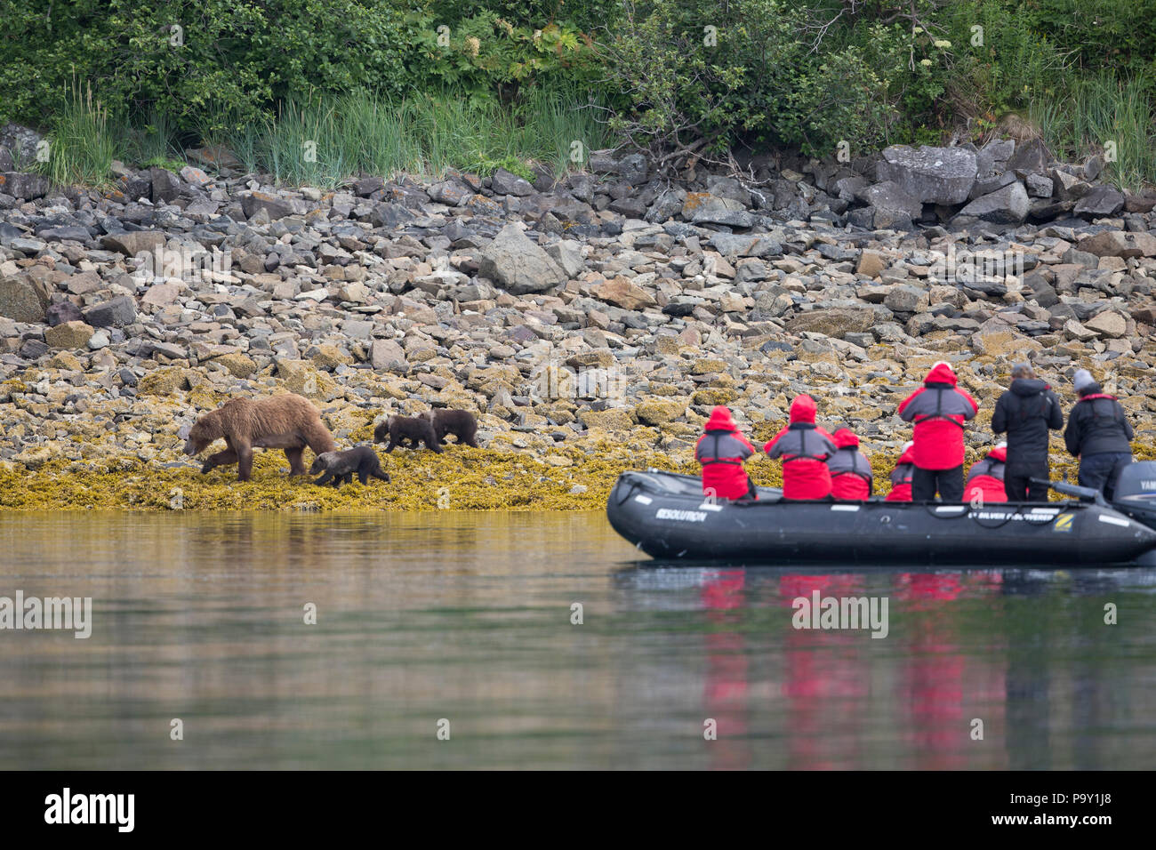 Los turistas mirando un oso pardo con tres cachorros de la seguridad de un bote Zodiac Foto de stock