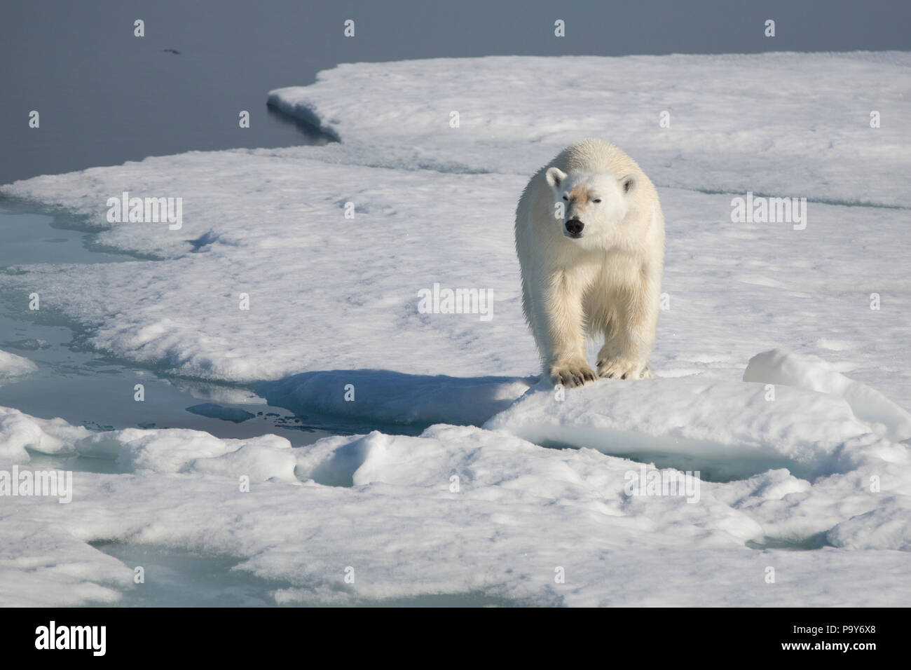 Oso Polar de caminar sobre el Océano Ártico congelado cerca de Svalbard Foto de stock