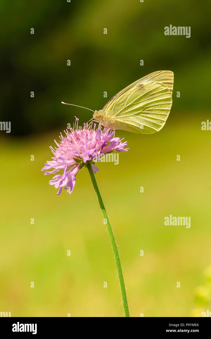 Pieris brassicae, Large White Butterfly, col, repollo blanco, repollo polilla, o en la India el gran repollo blanco, es una mariposa de la familia P Foto de stock