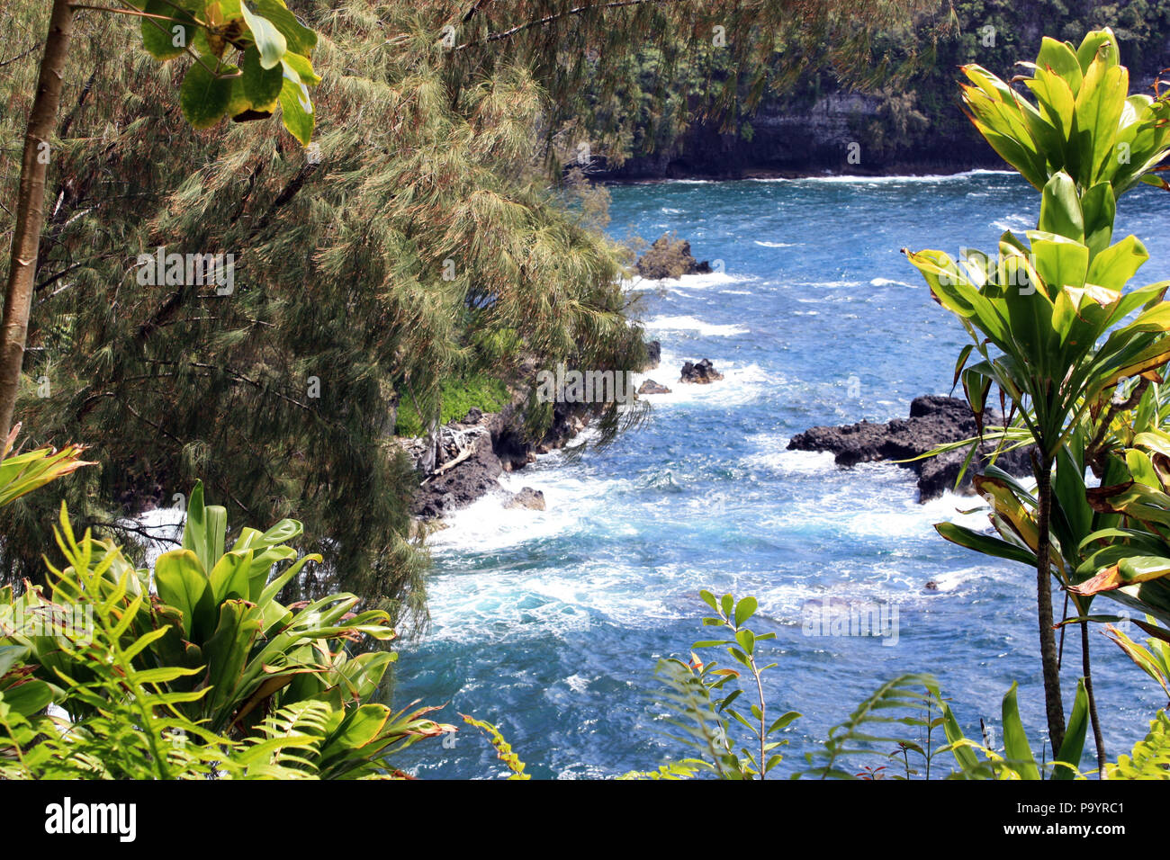 Mirar a través de pinos y árboles de yuca y helechos hasta el Océano Pacífico en la Bahía Onomea en Papaikou, Hawai Foto de stock