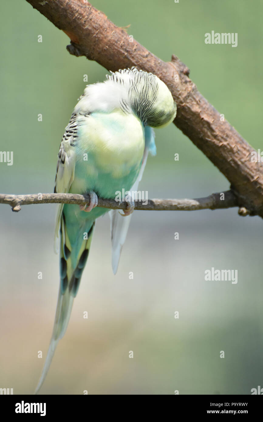 Bonita cáscara perico con plumas de color pastel en una rama Fotografía de  stock - Alamy