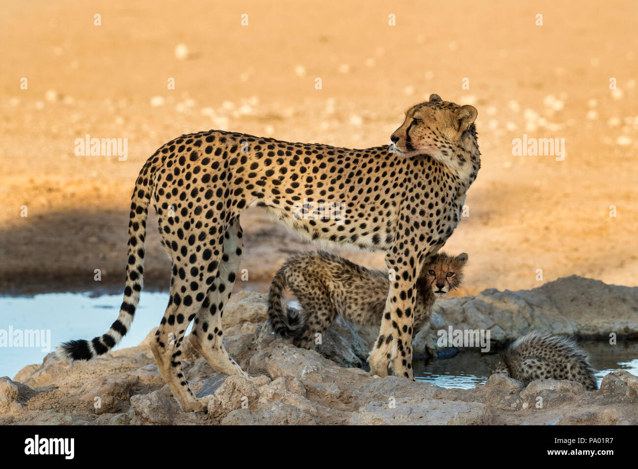 Guepardo (Acinonyx jubatus) con oseznos, el parque transfronterizo Kgalagadi, Sudáfrica Foto de stock