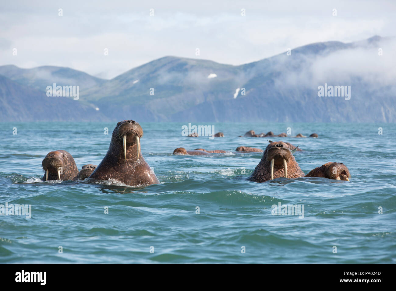 La morsa del Pacífico (Odobenus rosmarus divergens), Kamchatka, Rusia Foto de stock