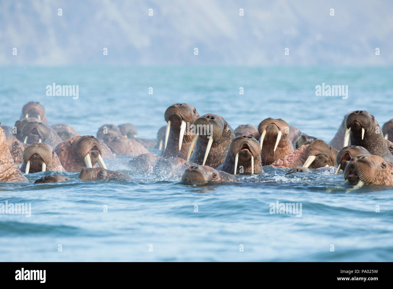 La morsa del Pacífico (Odobenus rosmarus divergens), Kamchatka, Rusia Foto de stock