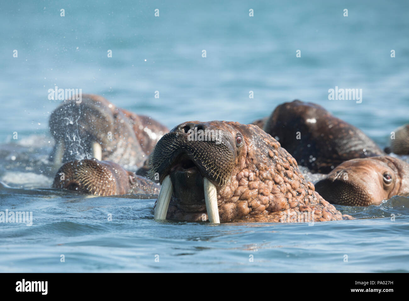 La morsa del Pacífico (Odobenus rosmarus divergens), Kamchatka, Rusia Foto de stock